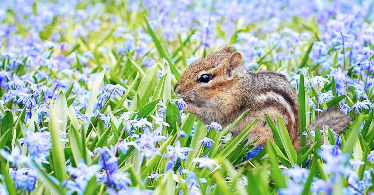 Feelings of Spring