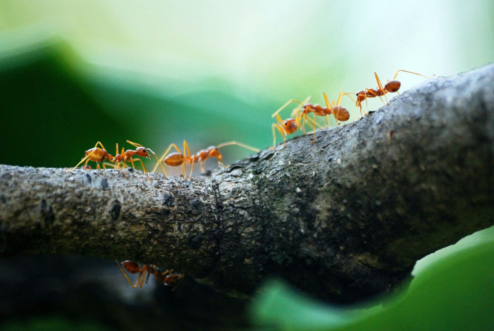 Look to the Ant.