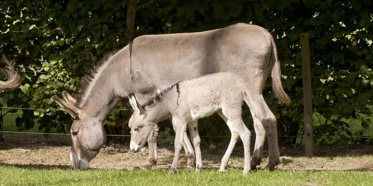 2 Donkeys