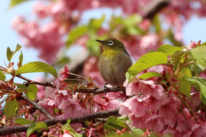 Happy Spring