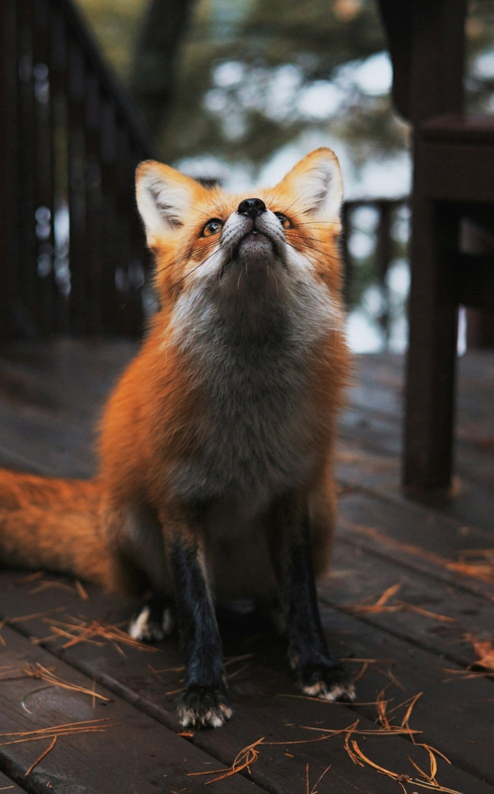 Foxes and Humans