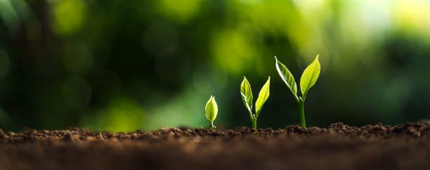 You are the garden.